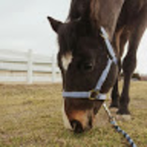 Meet your Posher, Abby - Picture 1 of 1